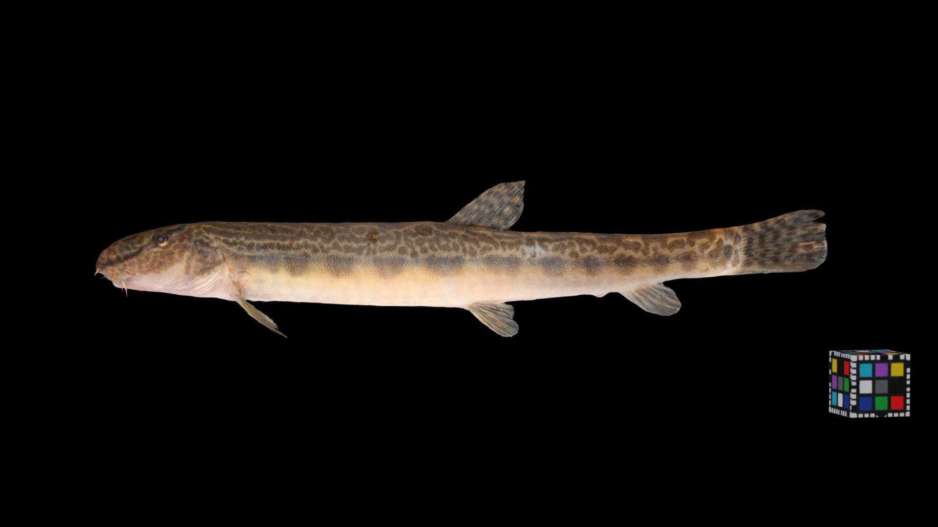 ヒガシシマドジョウ ♀ Spined Loach, Cobitis sp.