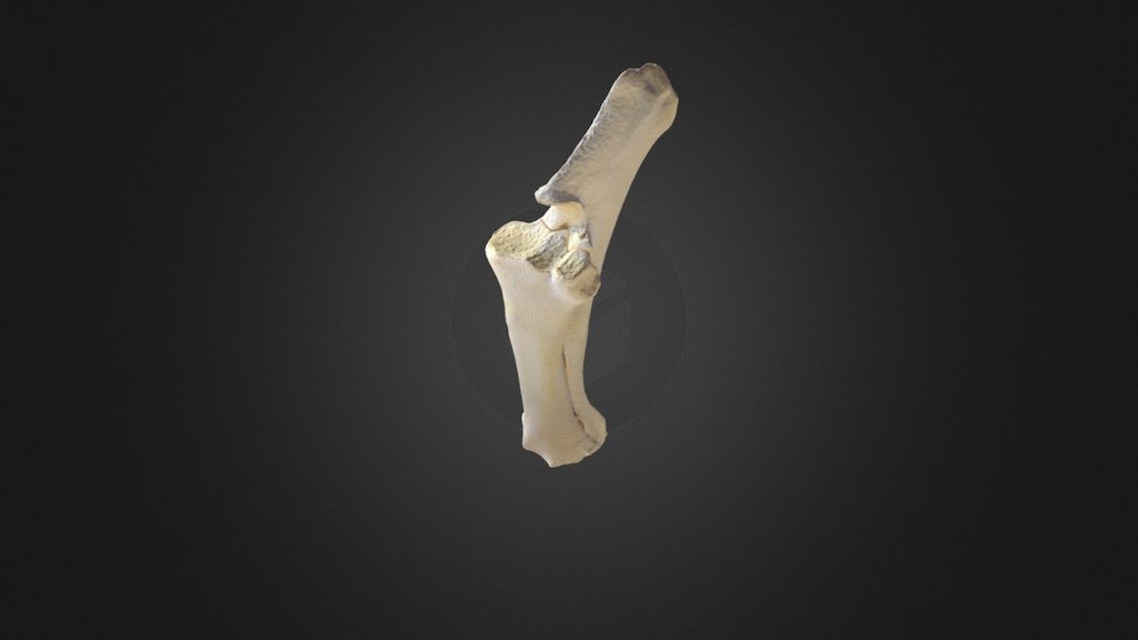Bison Radio-ulna - 3D model by jwcrowel [bceef01] - Sketchfab