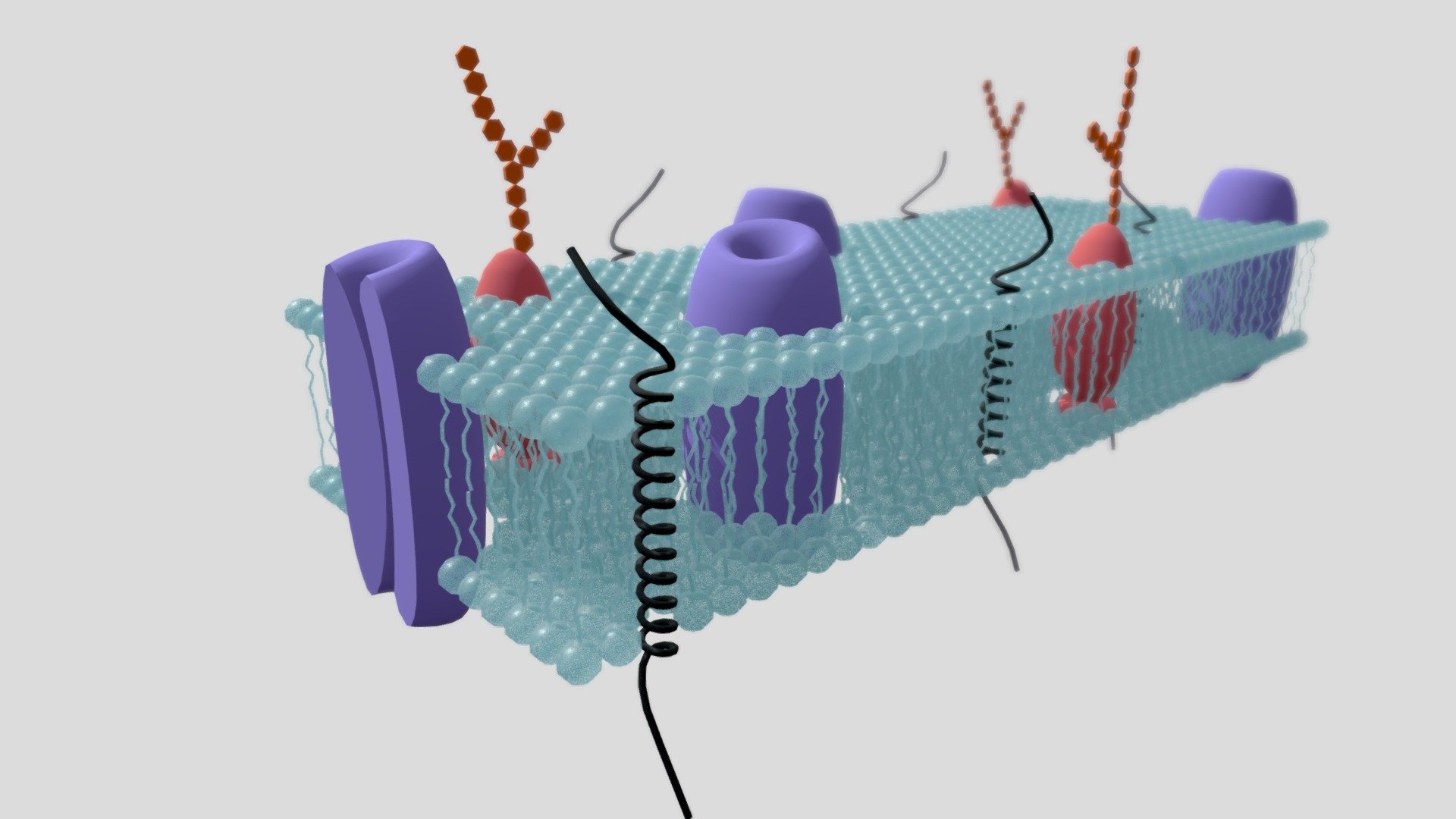 plasma-membrane-definition-and-examples-biology-online-dictionary