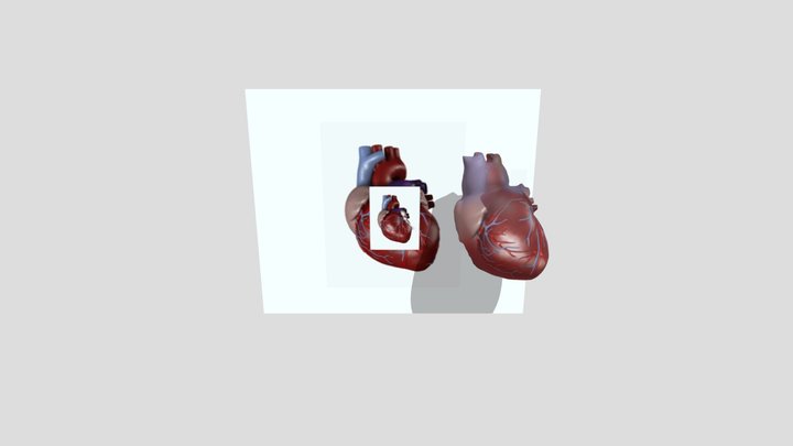 Jantug 3D Model