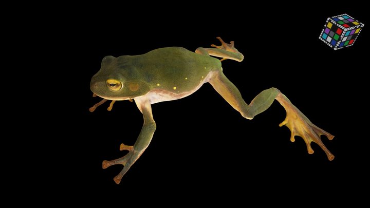 CC0 シュレーゲルアオガエル 🐸 ♀ Schlegel's Green Tree Frog – Free 3D Model STL
