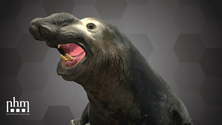 Southern Elephant Seal (NHMW-ZOO-MAMM-18460) – Free 3D Model STL