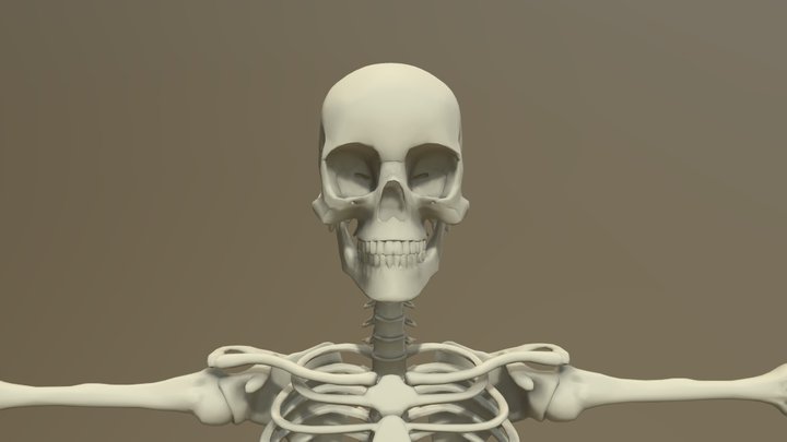 Skeleton Reference 8 Heads Male 3D Model