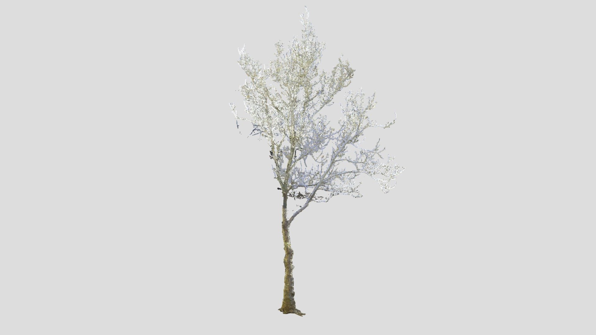 Tree Point Cloud