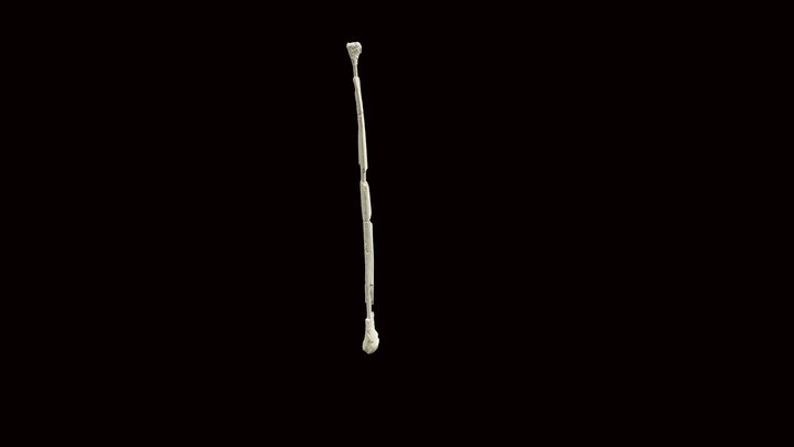 Right fibula in ready to print STL 3D Model