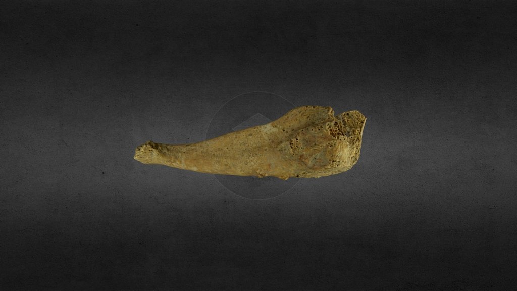 Leprosy 1 3D model by 3D atelier ÚAM (vojtanosek) [bcfa921] Sketchfab