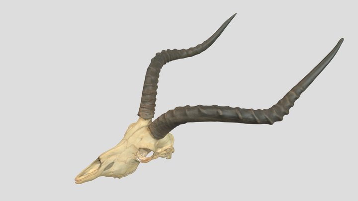 Aepyceros melampus_インパラ_GMNH-VM-568 3D Model