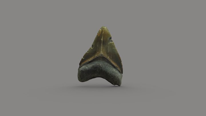 Megalodon Tooth (Miocene) 3D Model