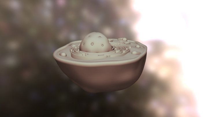 La cellula animale - Scuola primaria 3D Model