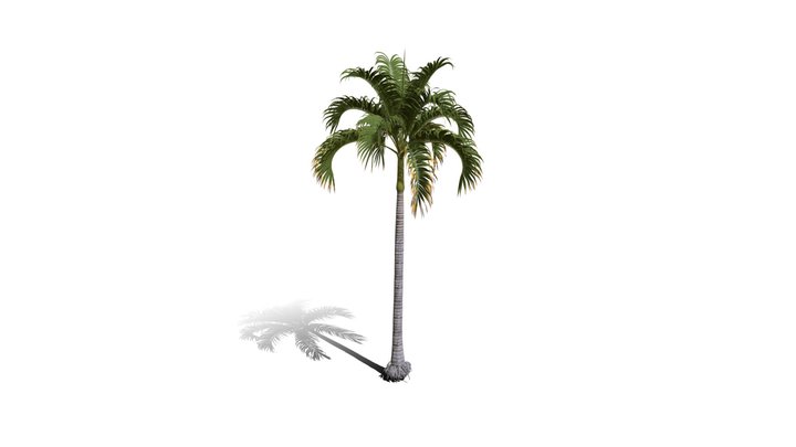 Realistic HD Christmas palm (4/35) 3D Model