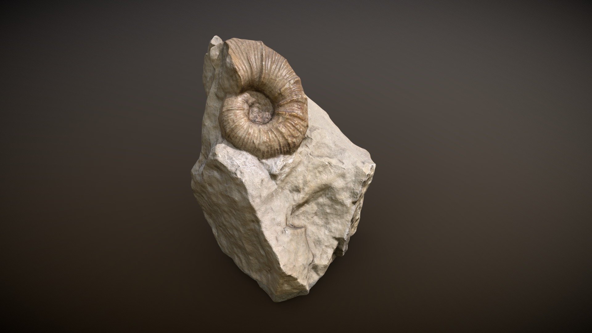 Photogrammetry_01_Fossil