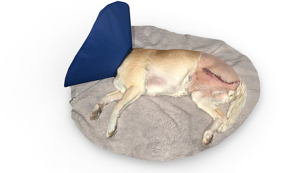 Dog 3D Scan Post-Surgery