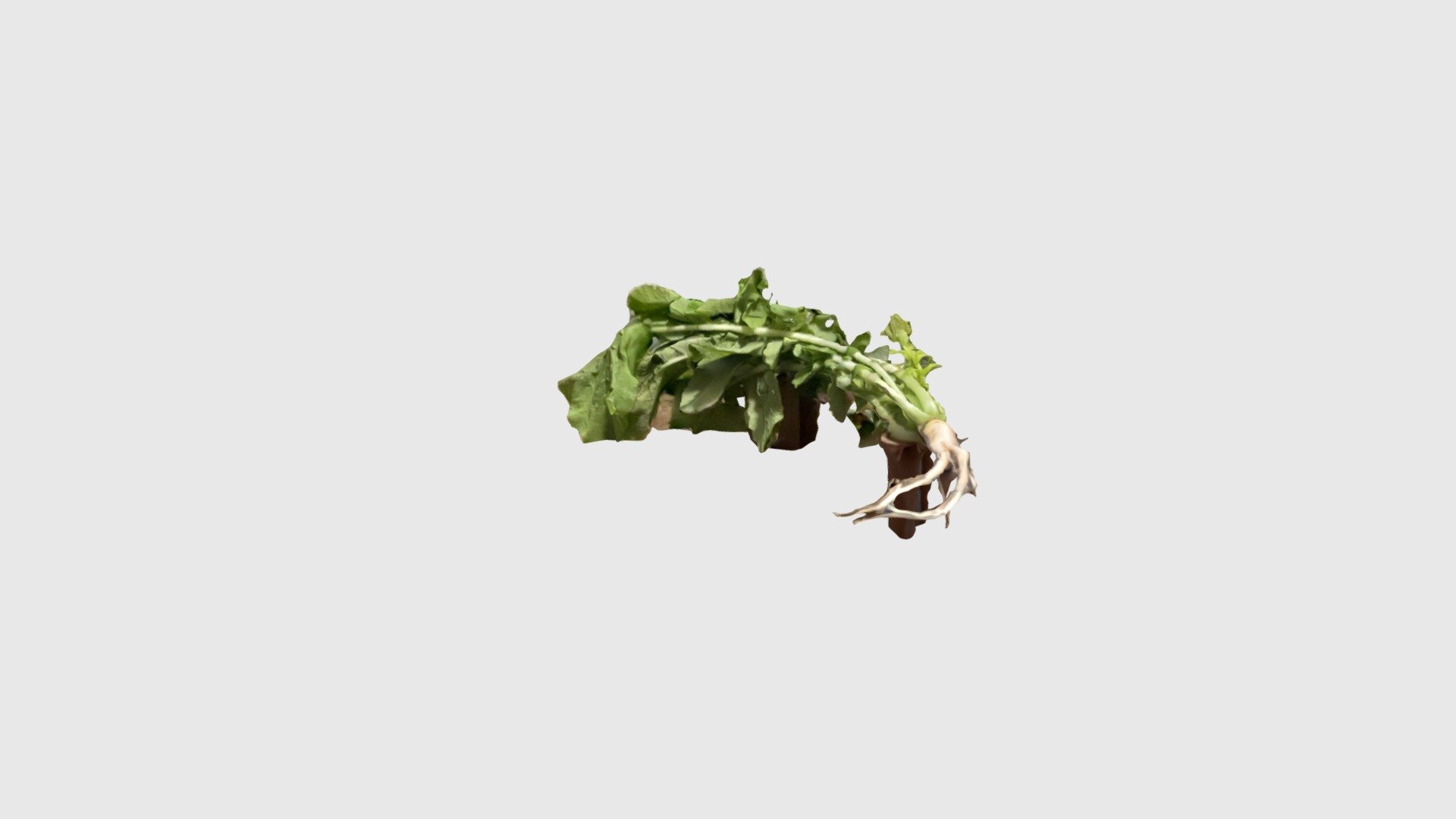 Daikon Radish (Scaniverse 2 of 2)