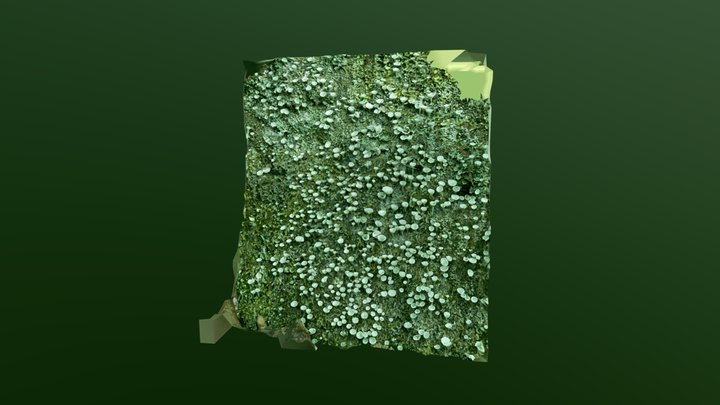 tiny lichen 3D Model