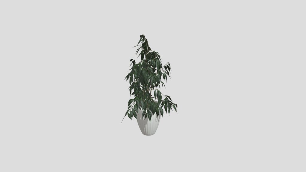 Ficus