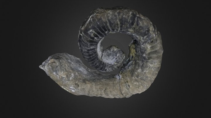 Tetranodoceras transversum (PRI 5365). – Gratis 3D-model STL