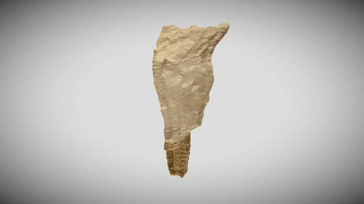 Tabulate Coral: Favosite 3D Model