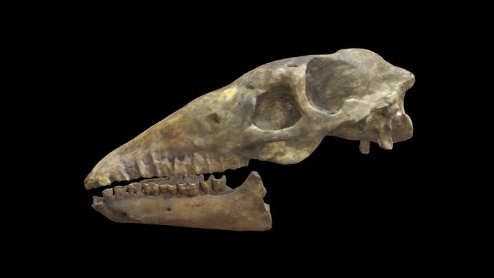 Cráneo del espécimen MLP 12-2465 3D Model