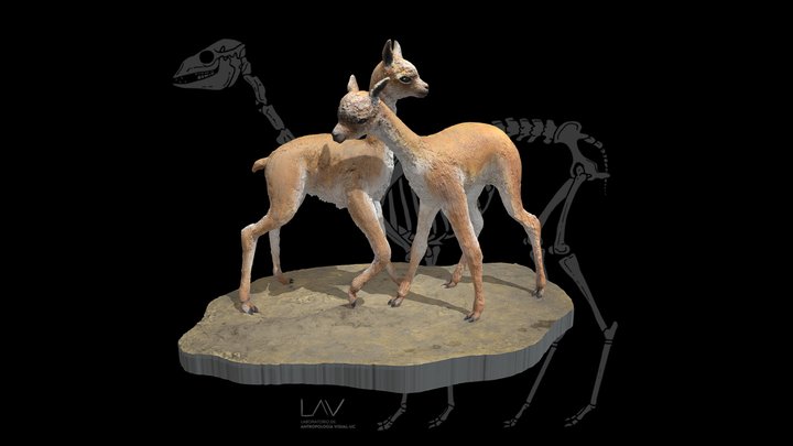 Escultura recreación Cetartiodactyla: Camelidae 3D Model