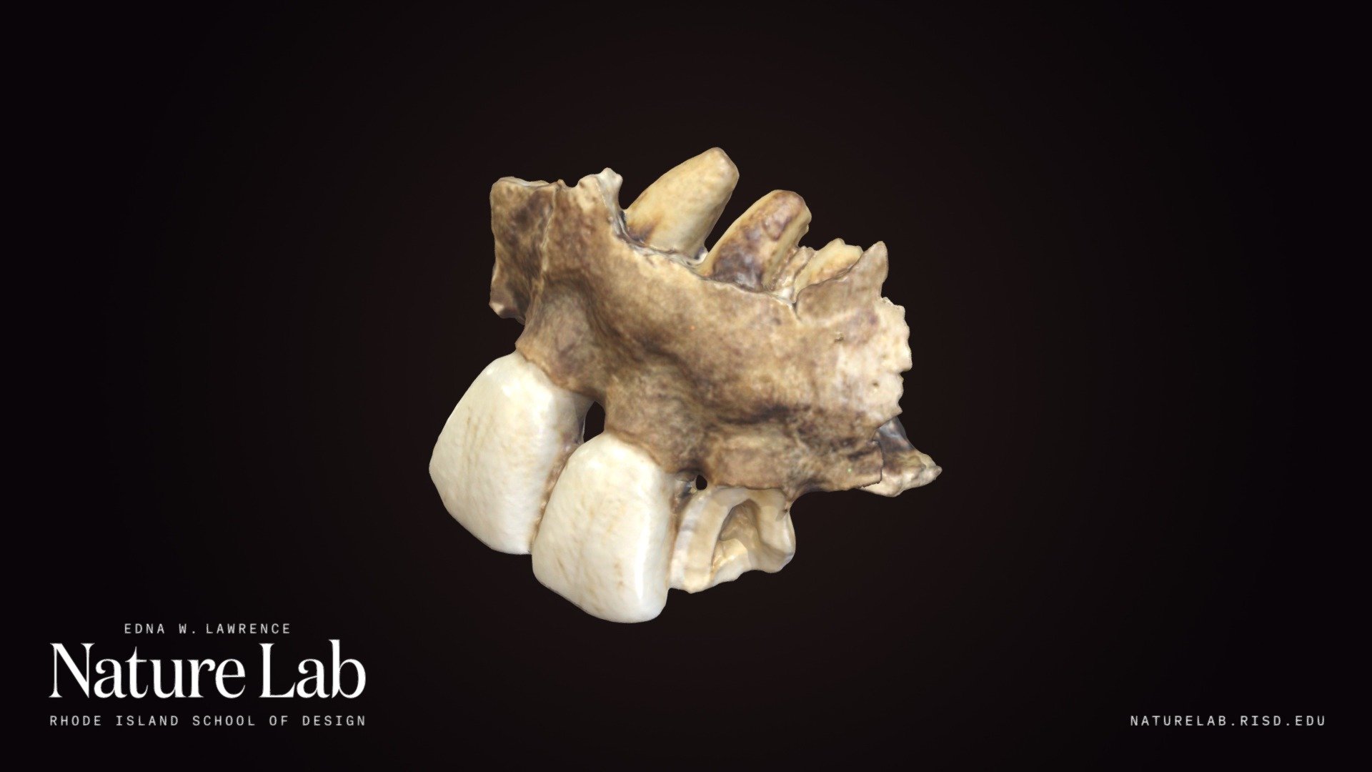 Ungulate Teeth