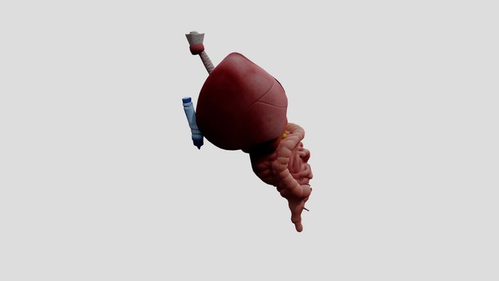 Sistema_digestivo 3D Model