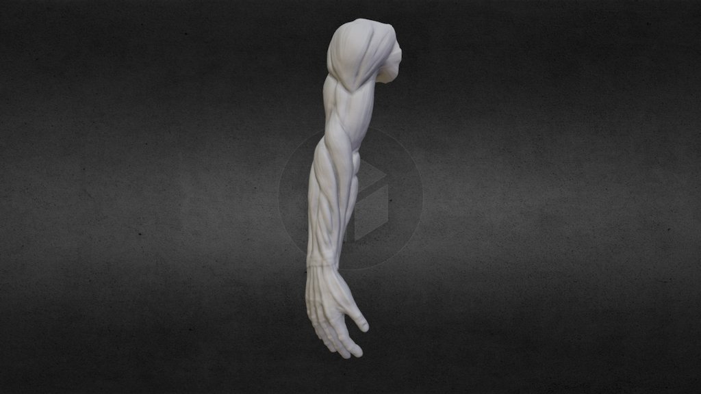 Arm Anatomy 3d Model By Nick R Girard Nick R Girard Bd14383