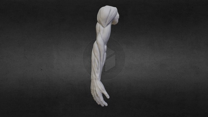 Arm Anatomy 3D Model