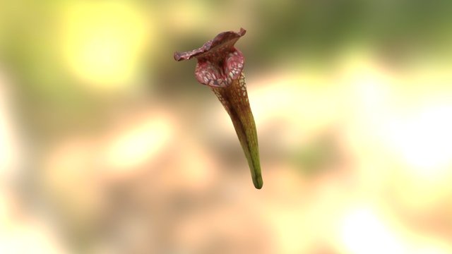 White-topped Pitcher Plant 3D Model