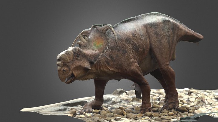 Dinosaur 3d Scan - Triceratops 3D Model