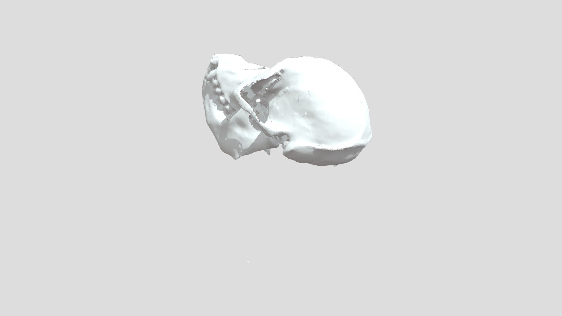 orangutan