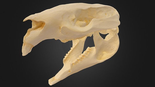 Wombat Skull (Cranium and Mandible) 3D Model