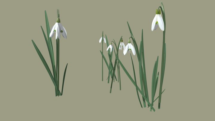 Galanthus nivalis, Snowdrop, Schneeglöckchen 3D Model
