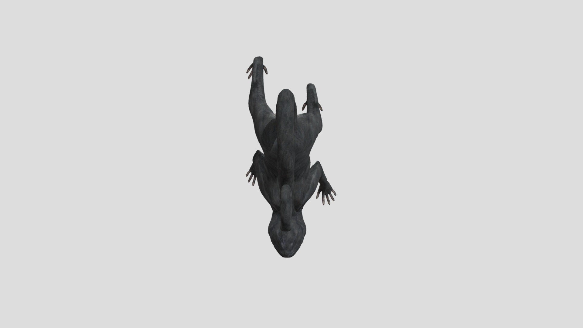 Spider Monkey!