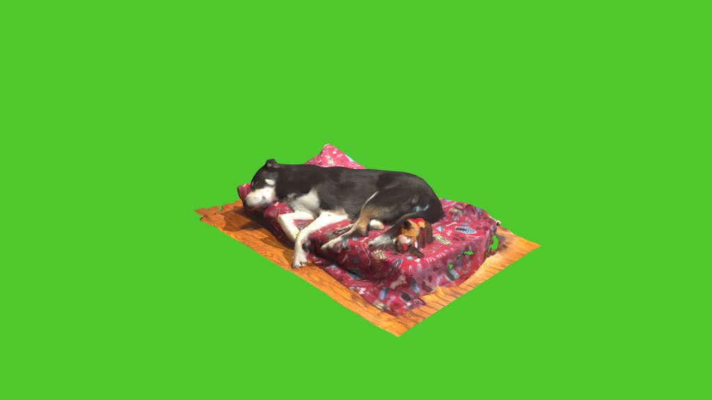 Hermes_the_dog_sleeping_on_bed