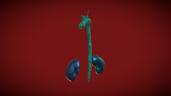 CTA Cardio 3D Model
