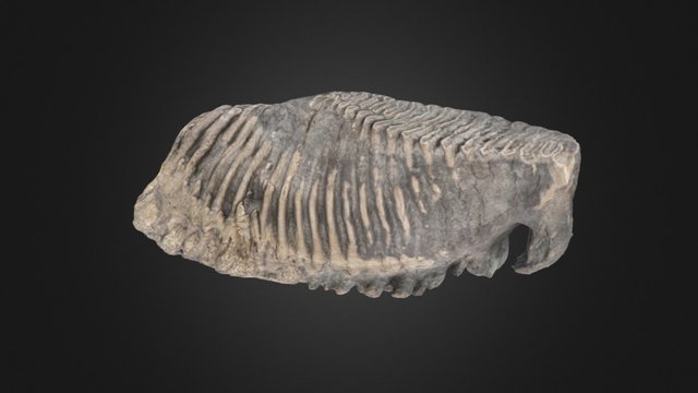 Woolly Mammoth Molar 3D Model