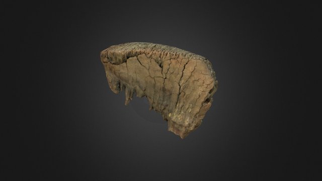 Mammoth Tooth 3D Model