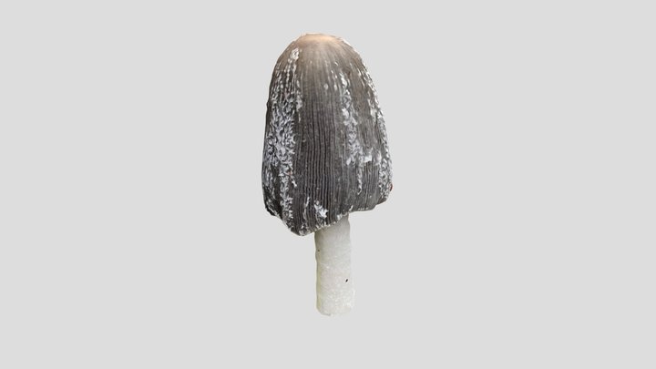 Mushroom 2 3D Model