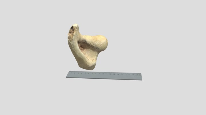 Faunal Specimen 1 3D Model