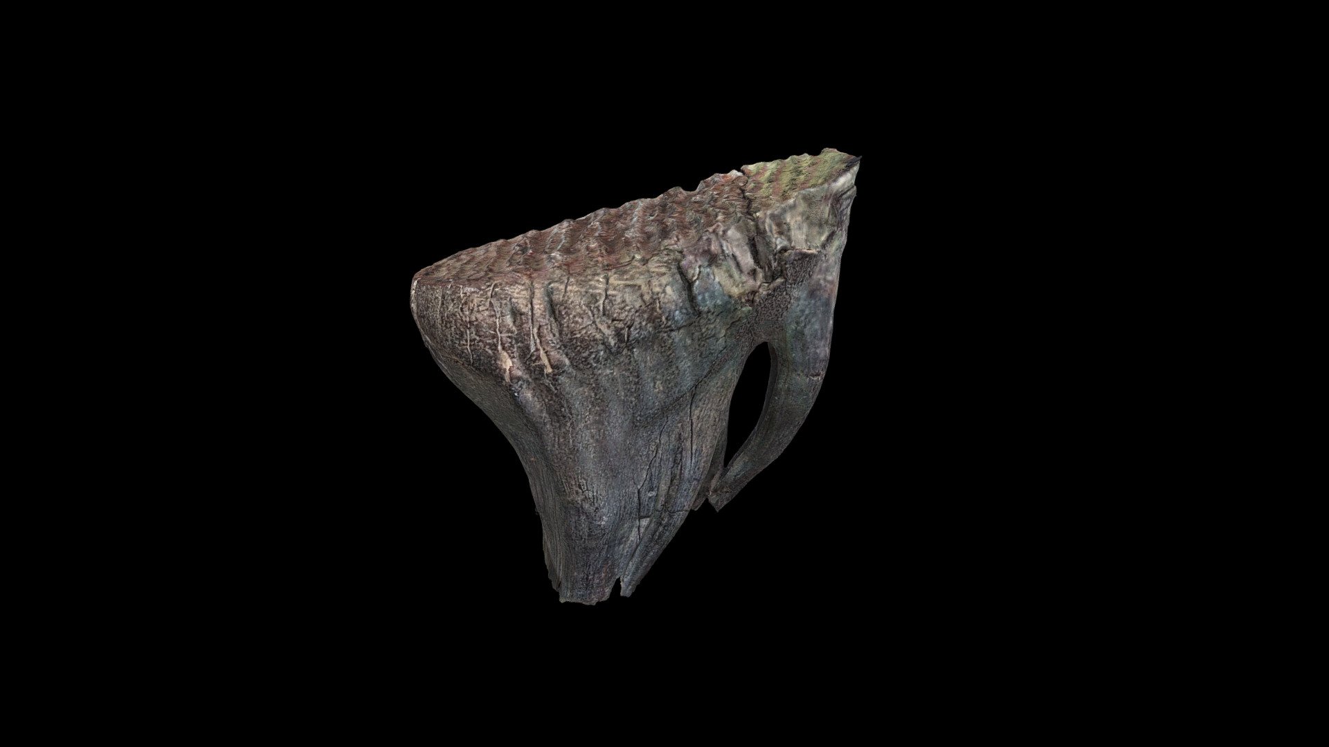 Pleistocene Mammuthus primigenius Tooth - 3D model by Peter Nox (@Peter ...