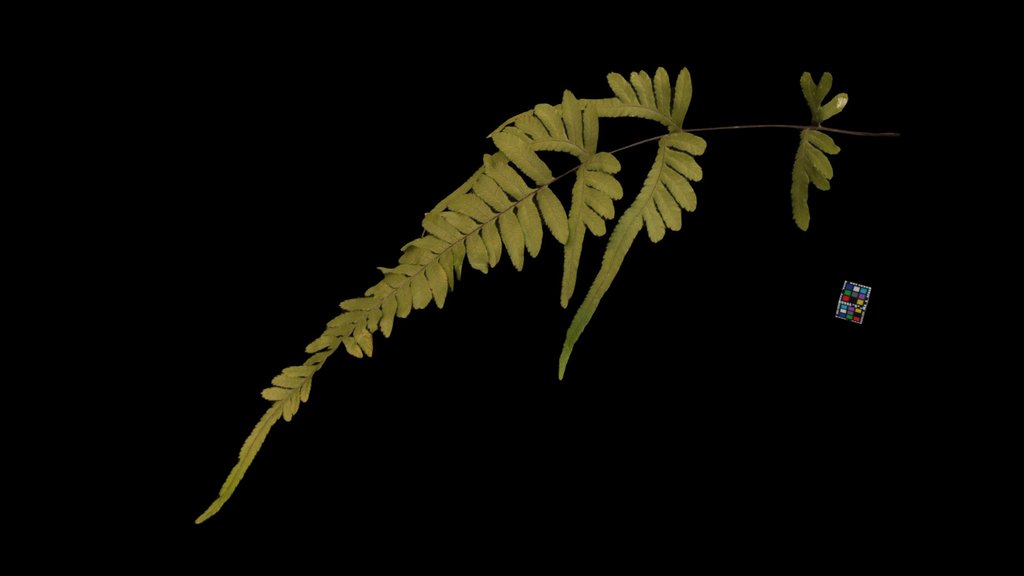 CC0 アマクサシダ？ Disparate Brake, Pteris dispar