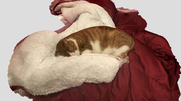 Sleepy orange cat 3D Model