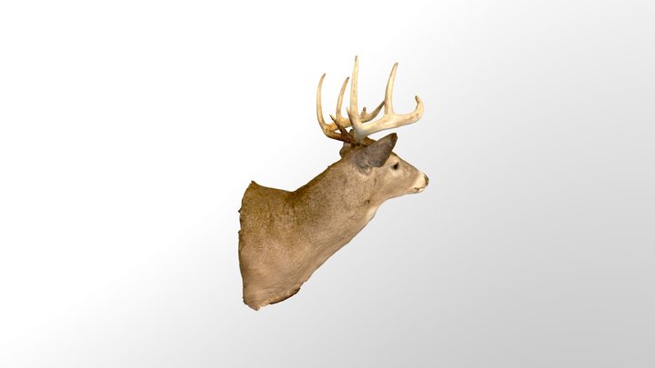 Whitetailed Deer Shoulder Mount 3D Scan 3D Model