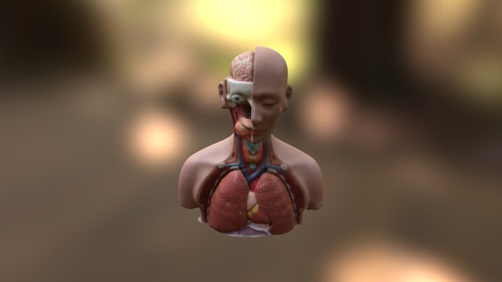 Upper Body Anatomy 3D Model