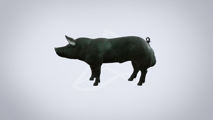 Male pig 3D Model