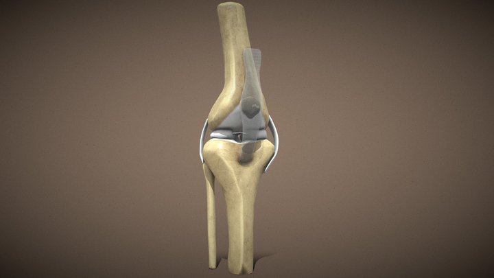 Knee Anatomy
