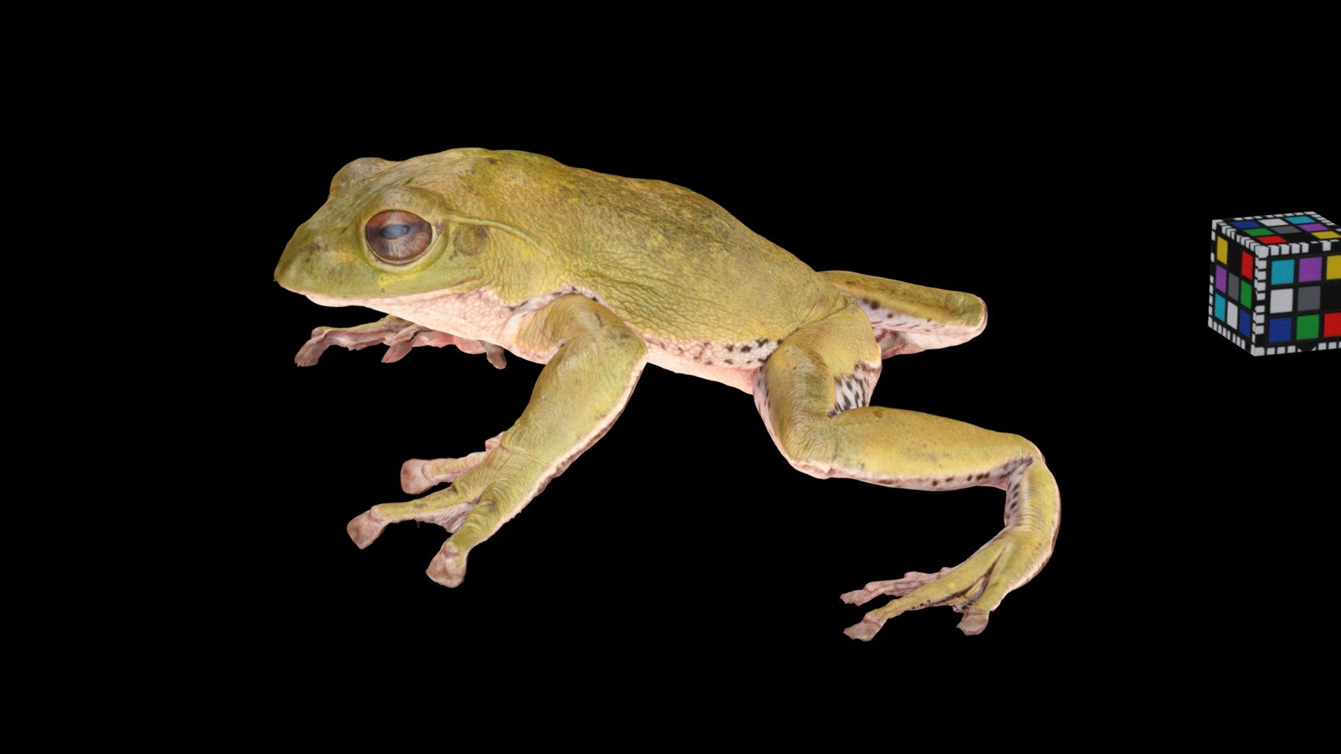 CC0 モリアオガエル 🐸 ♂ Forest Green Tree Frog - Download Free 3D