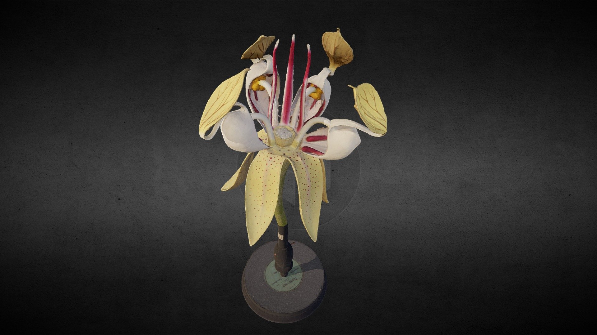 Model of Theobroma cacao L. (Malvaceae)