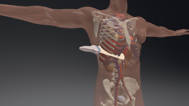 for abdominal ultrasound relevant vessels 3D Model