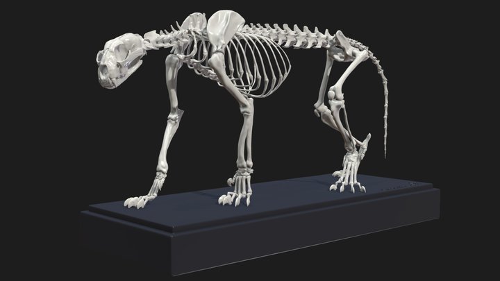 Puma Skeleton (Puma concolor) 3D Model
